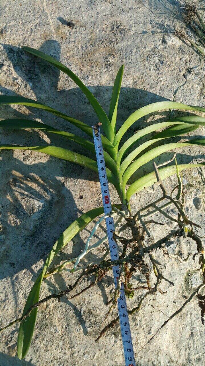 Lan mokara màu vàng (cây cao 15cm)