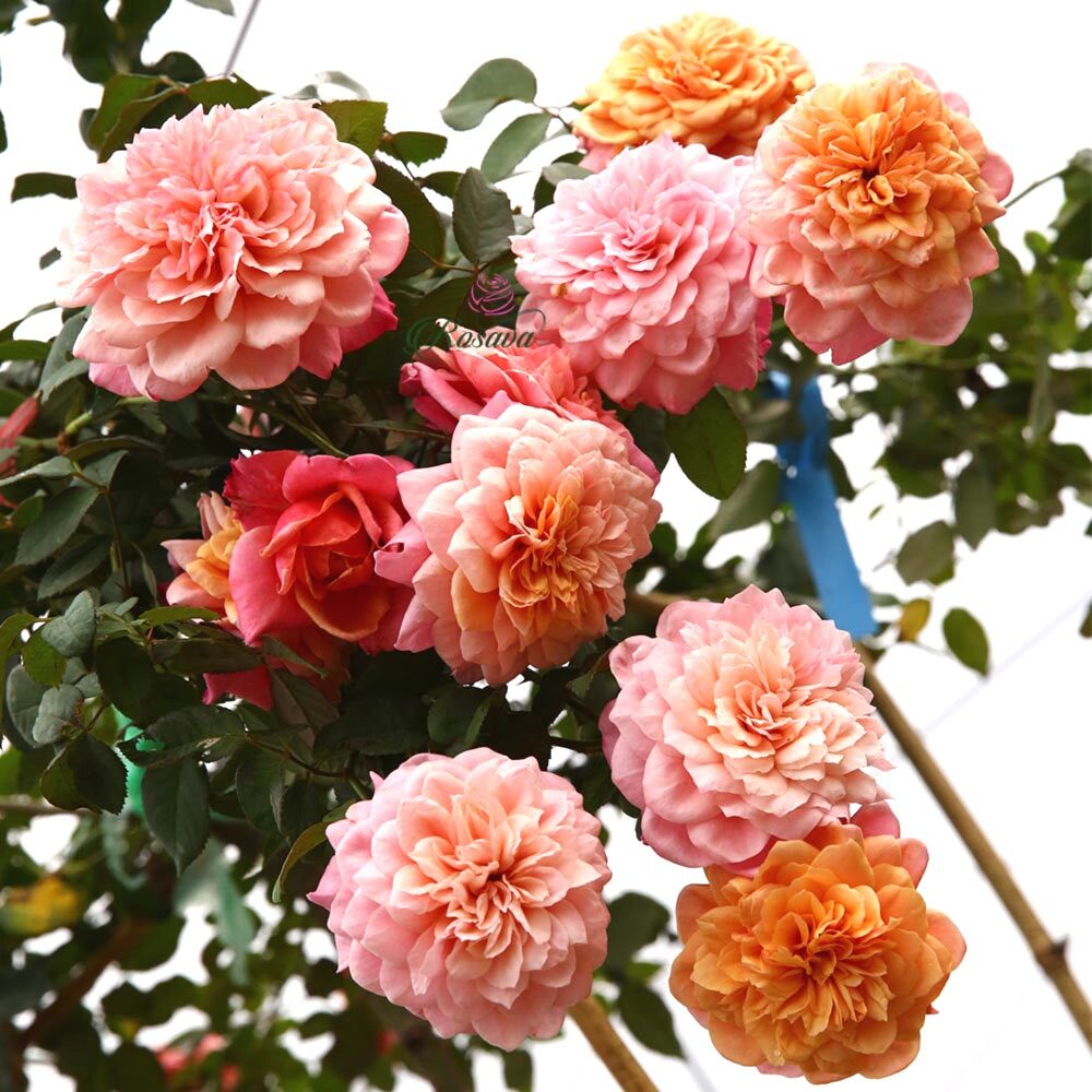 Hoa hồng Miyabi Rose - hồng bụi