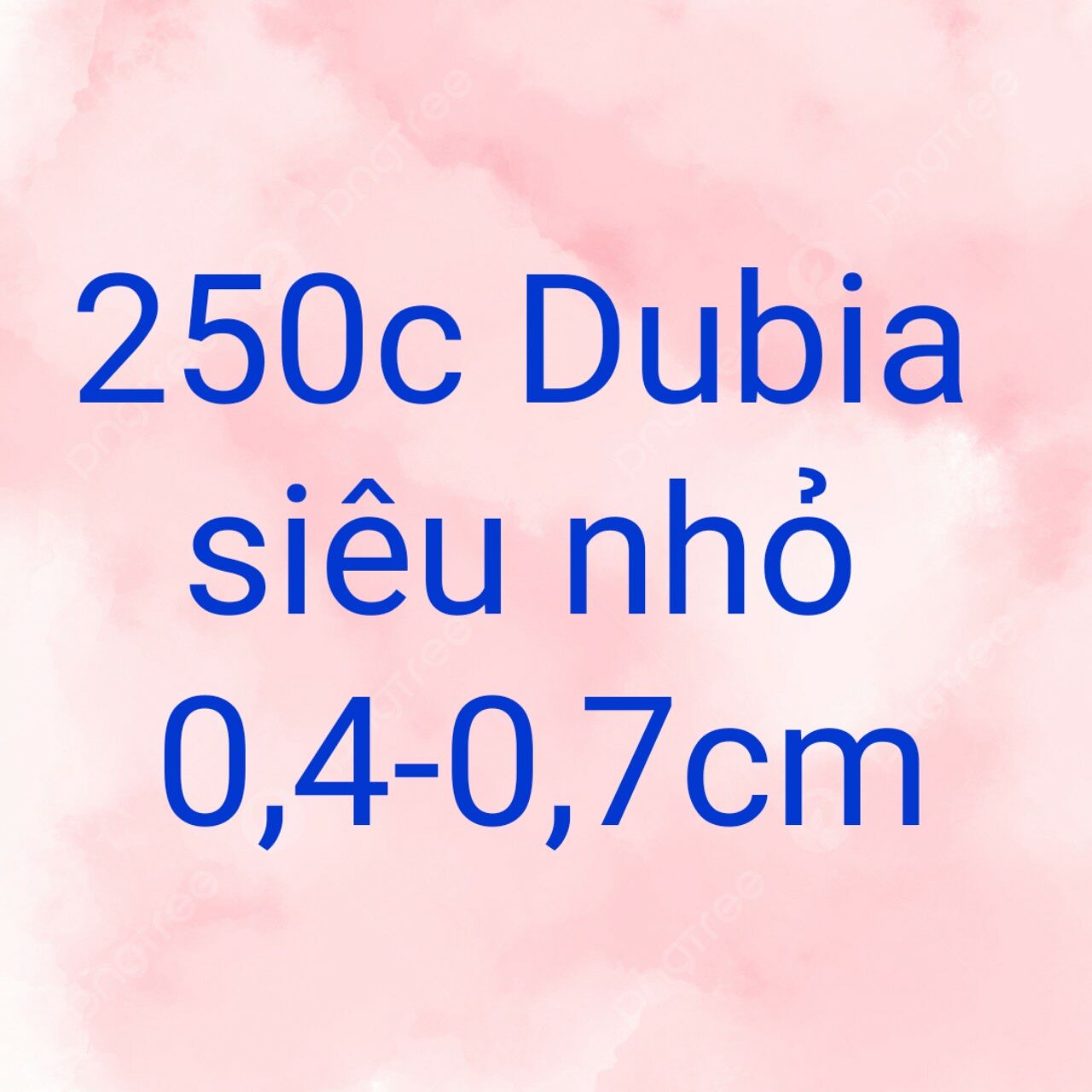 250c dubia siêu nhỏ 0,4-0,7cm (Dubiasg)