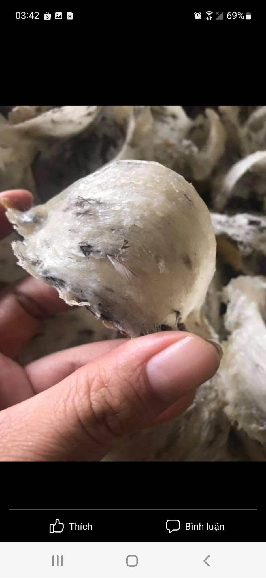 8g_10g yến thô nguyên tổ yến nuôi vườn nhà long an tặng kèm gia vị chưng đa dạng