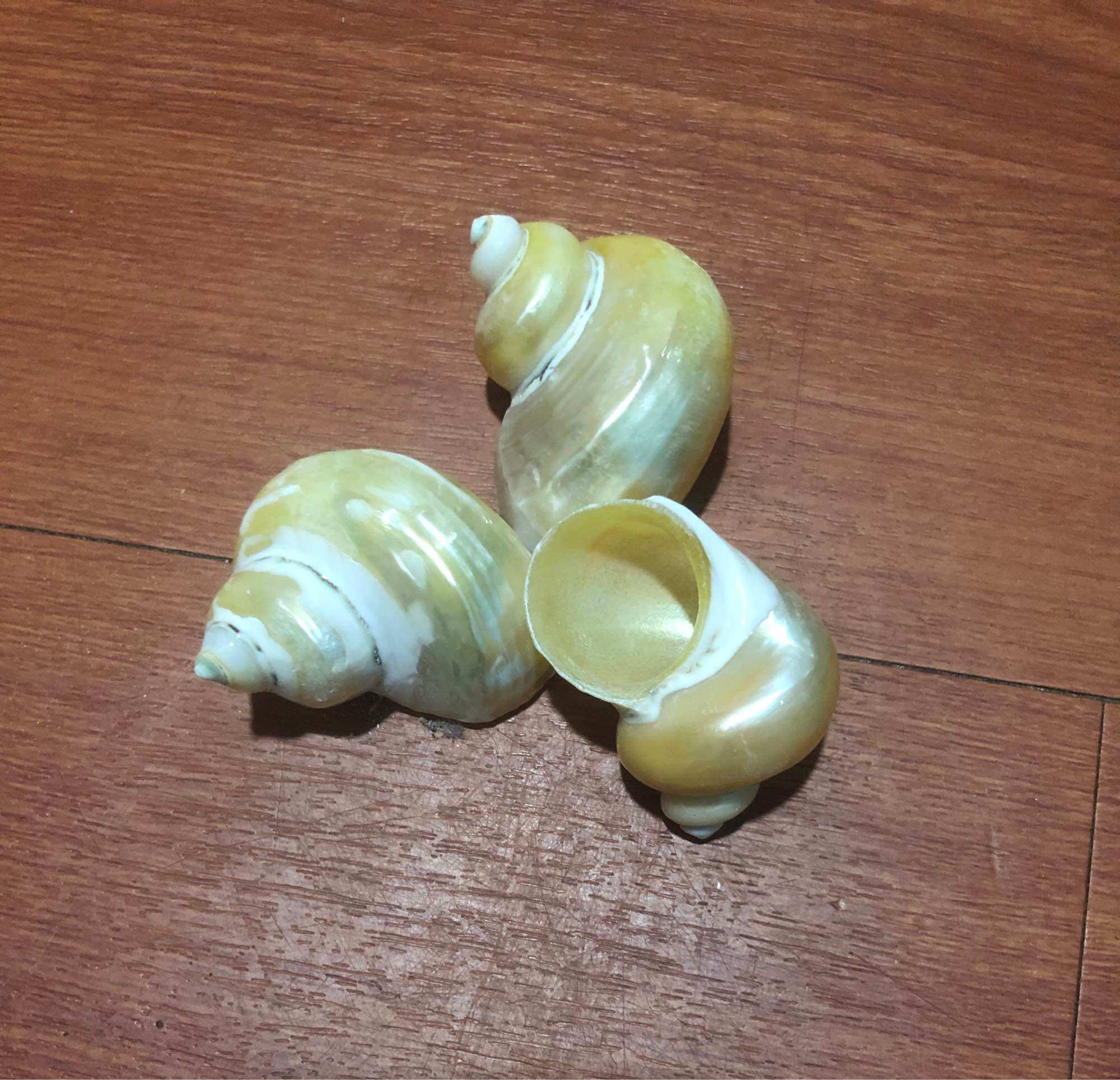 [HCM] SIZE M] Vỏ Ốc Biển - Vỏ Ốc Xà Cừ Mài Khắc - Vỏ Ốc Mượn Hồn Đẹp - Giá Rẻ - Vỏ Ốc Biển Tự Nhiên