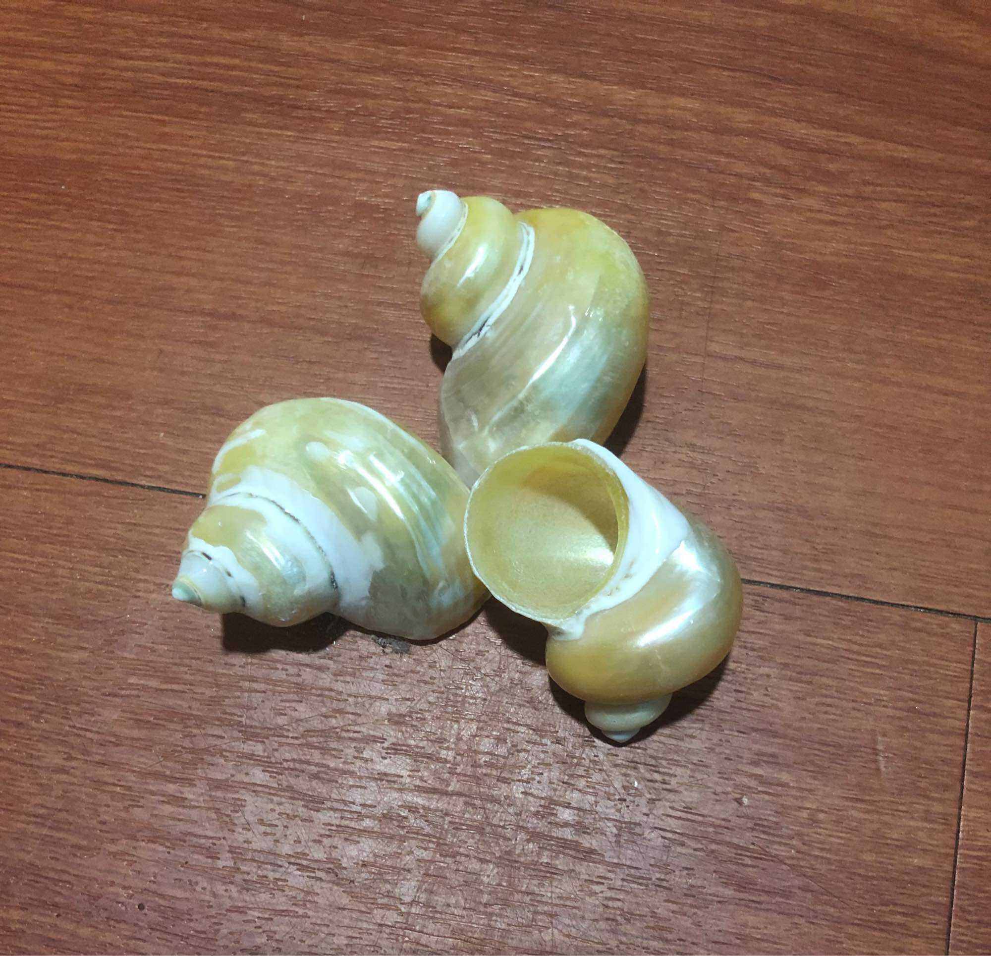 SIZE M] Vỏ Ốc Biển - Vỏ Ốc Xà Cừ Mài Khắc - Vỏ Ốc Mượn Hồn Đẹp - Giá Rẻ - Vỏ Ốc Biển Tự Nhiên