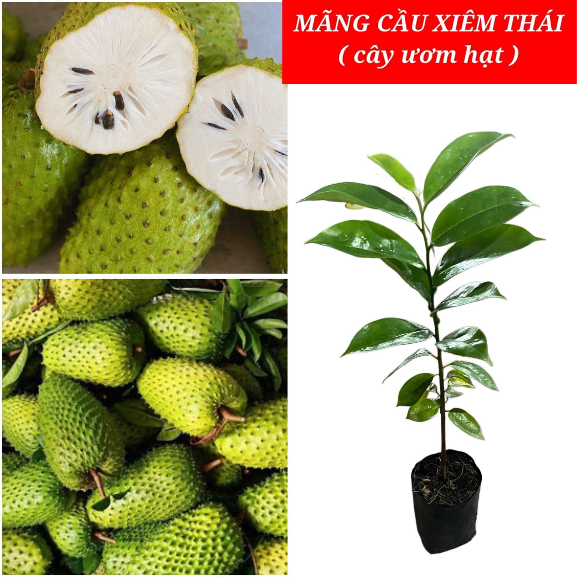 CÂY GIỐNG MÃNG CẦU XIÊM THÁI ( ƯƠM HẠT )