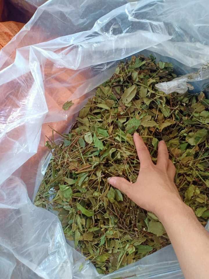 1 kg Chè Vằng Sẻ  chuẩn