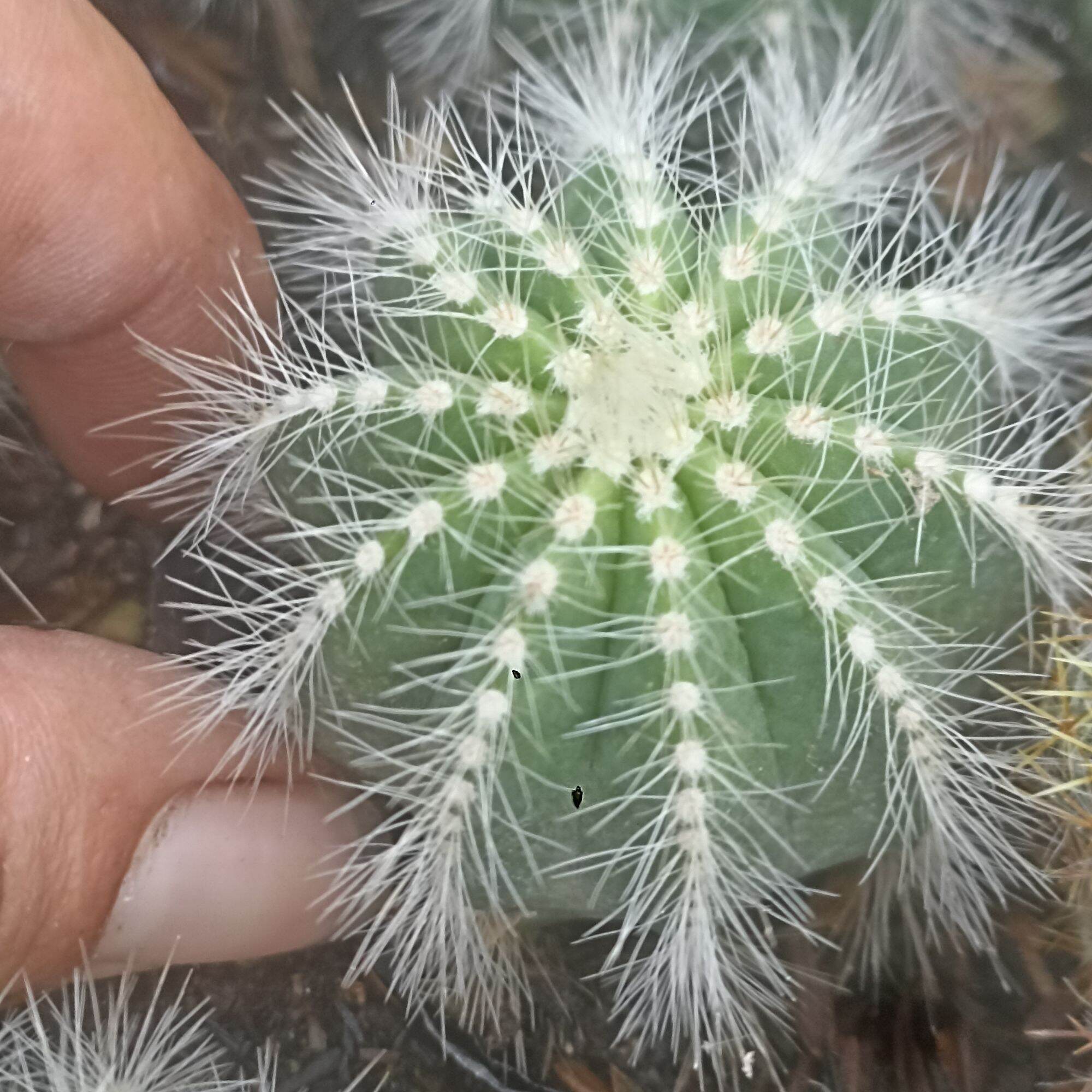 Xương Rồng Khế Trắng