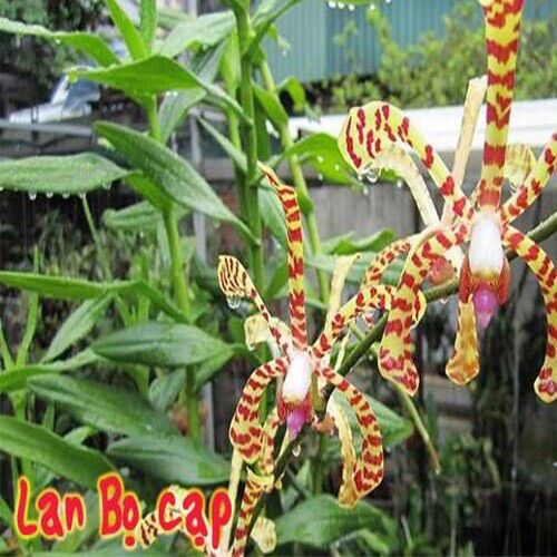 Hoa lan đột biến bọ cạp vv