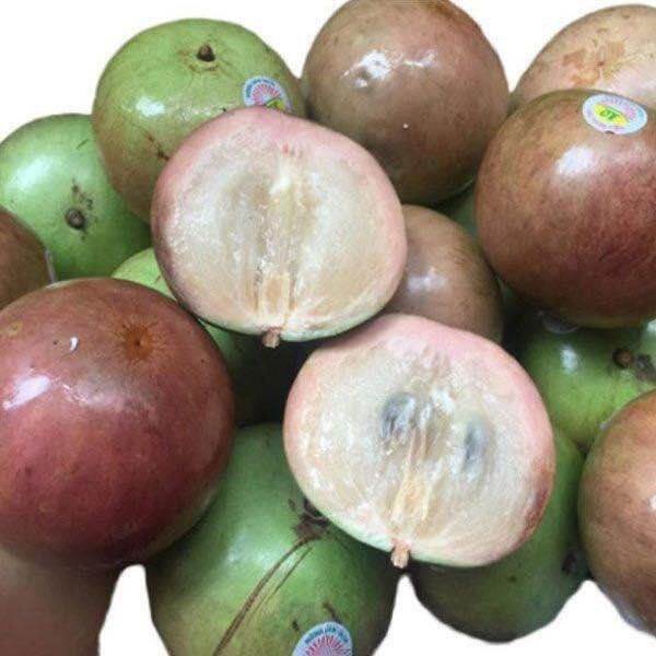 Cây giống vú sữa bơ hồng siêu sớm