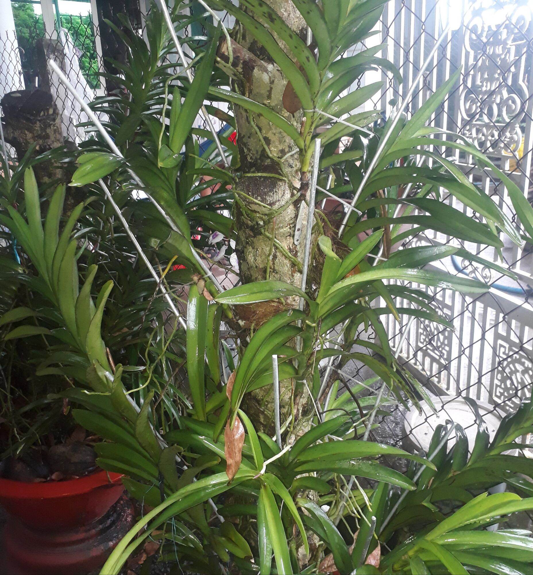 Combo 5 Cây Lan Giống Mokara Màu Đỏ(Cây cao 30-40cm)