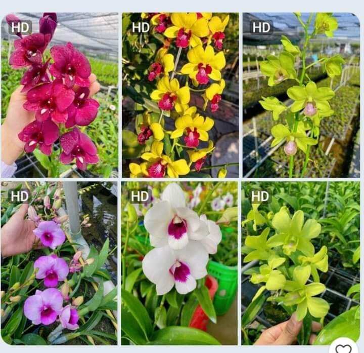 Combo 10 cây lan dendro đủ màu. cây lớn