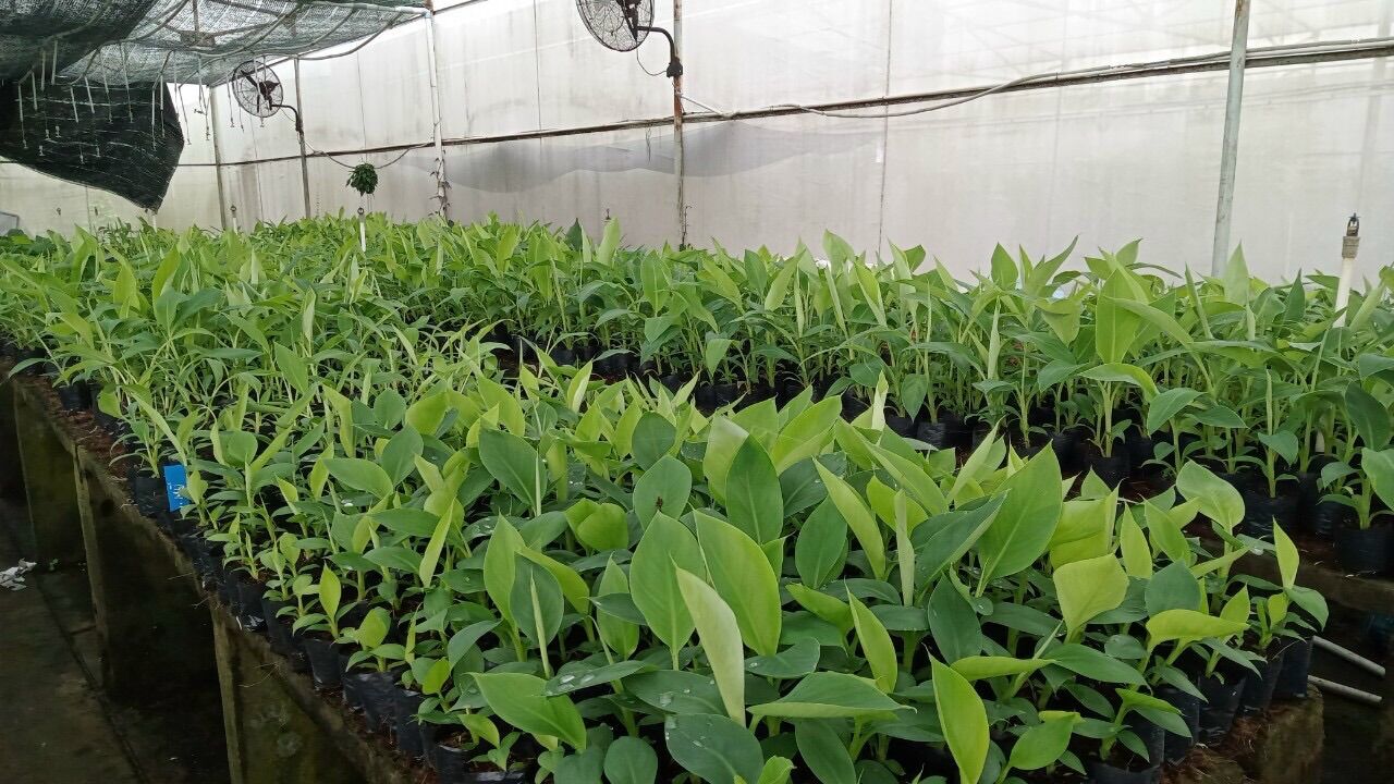Cây giống chuối cấy mô Laba- 10 cây