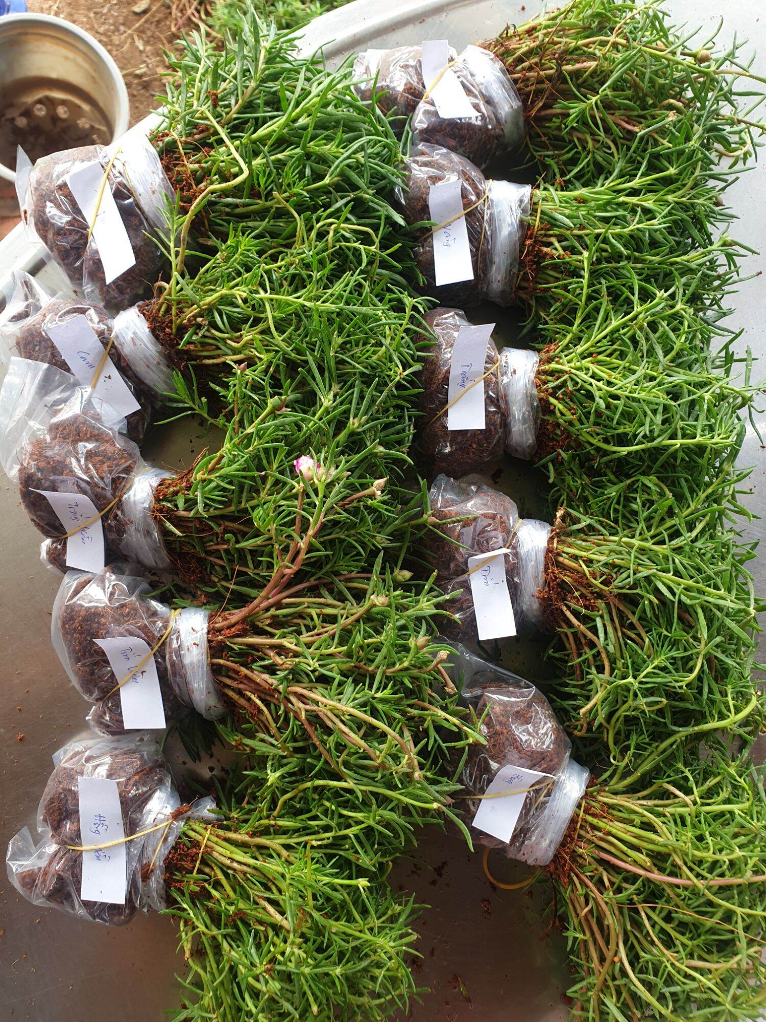 Combo 10 bó hoa 10 giờ, 10 màu riêng, chỉ 220k, bó 50 cây