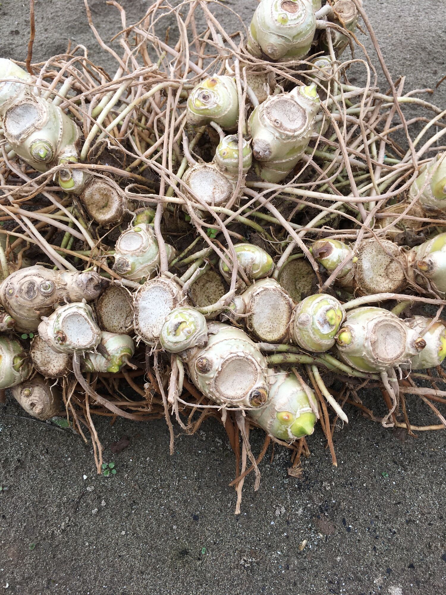 1kg củ gừng gió tươi