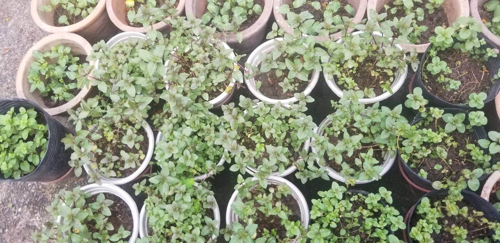 Chậu Cây Bạc hà Peppermint 