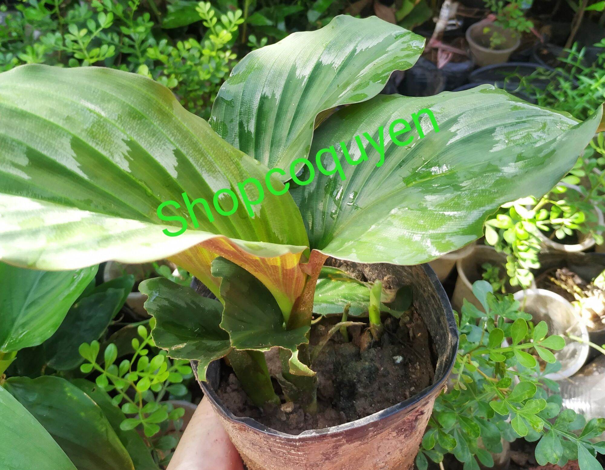 Chậu cây ngải năm ông ngải hổ