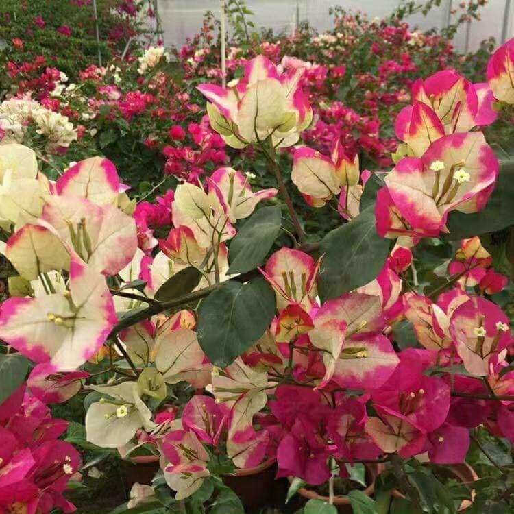 HOA GIẤY ẤN ĐỘ (CÂY NHƯ ẢNH SỐ 4,5)