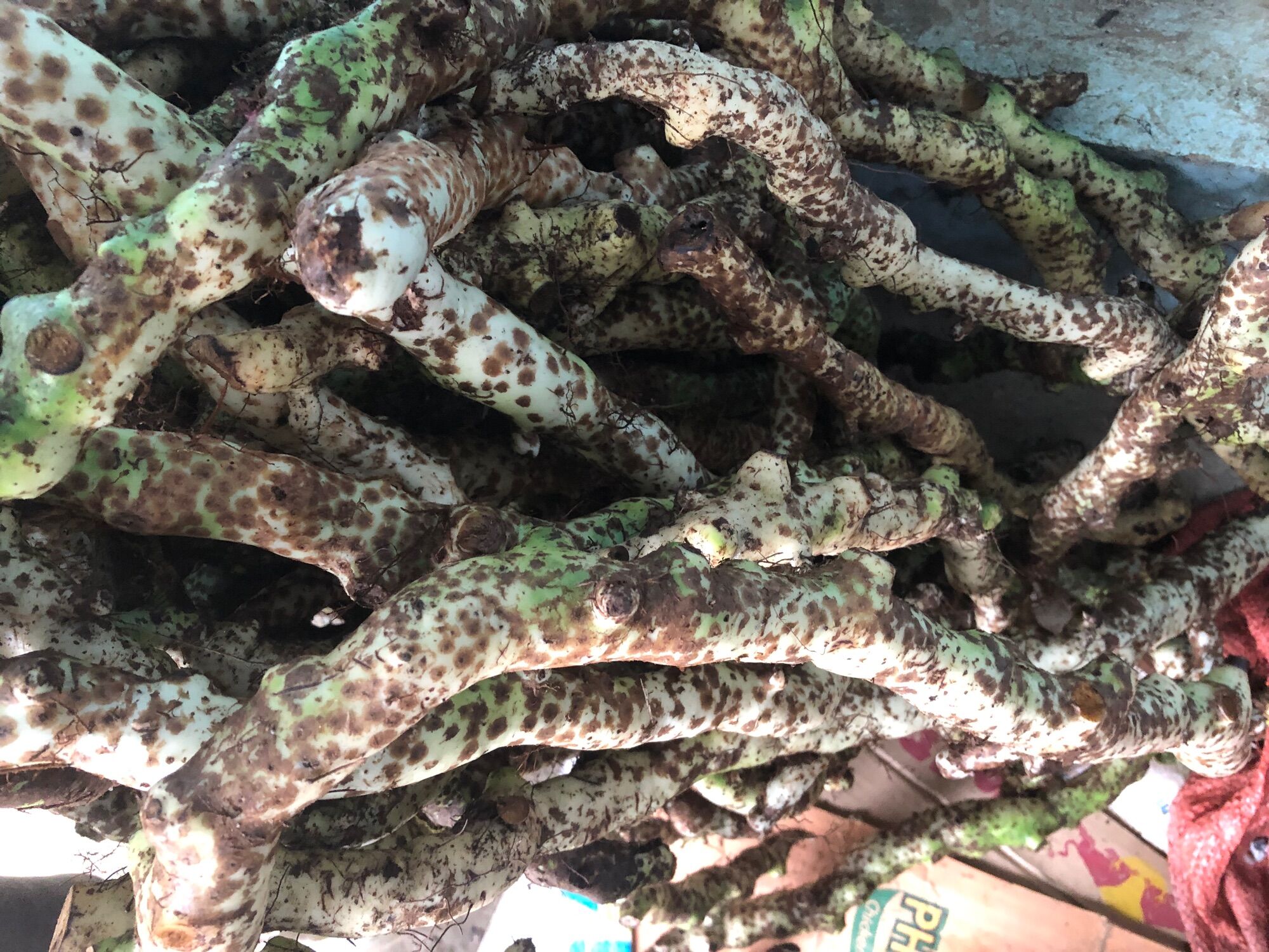 Tắc kè đá tươi 150k/5kg