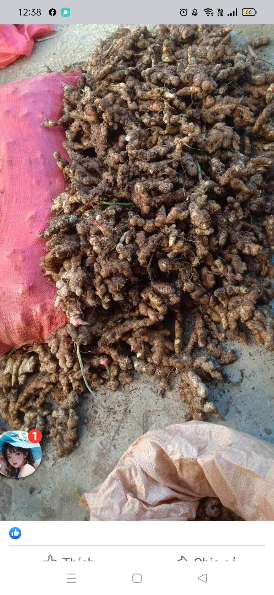 1 CỦ SÂM ĐẤT Giống trồng ra khoai sâm đất