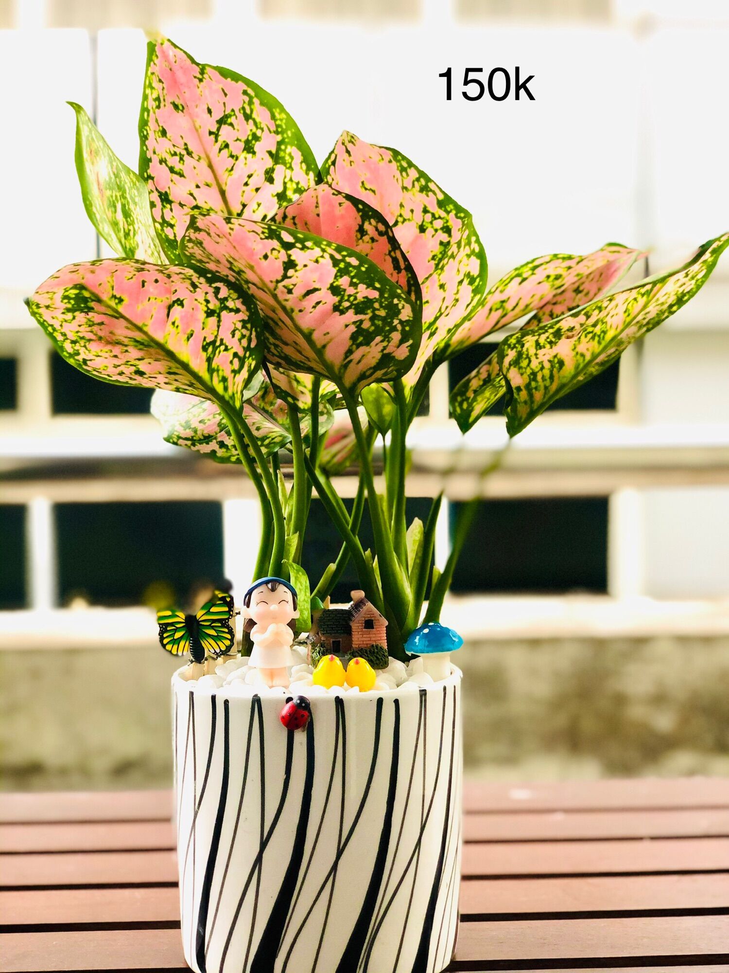 Chậu tiểu cảnh vạn lộc