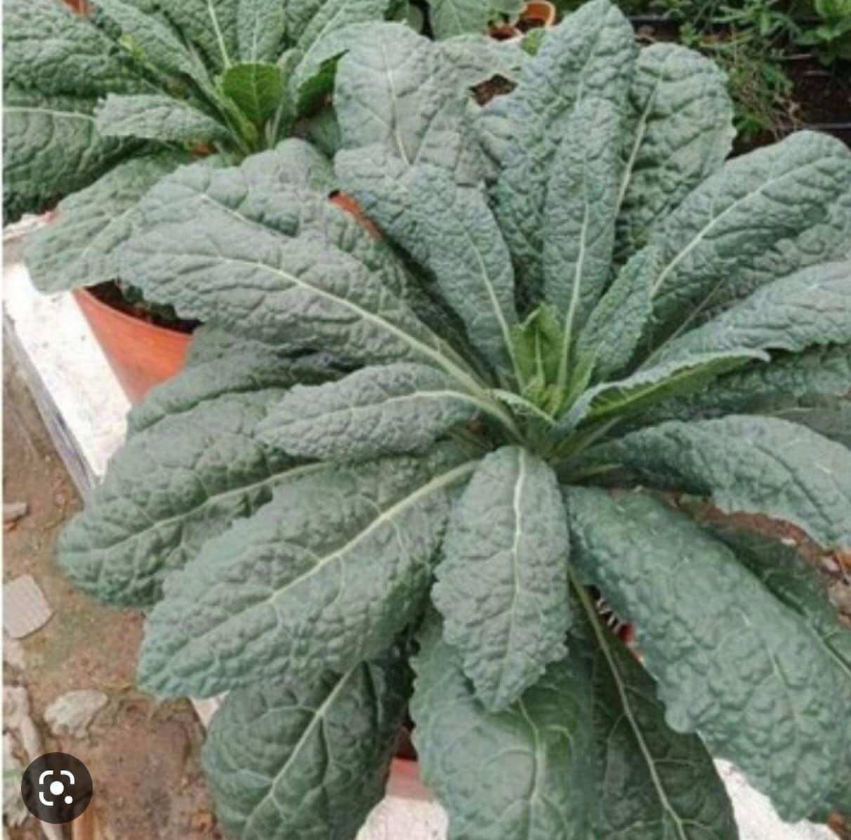 Combo 10 Kale khủng long size Vỉ