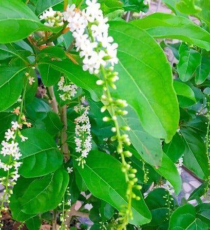 Cây giống hoa lài thái, hương hoa thơm ngát