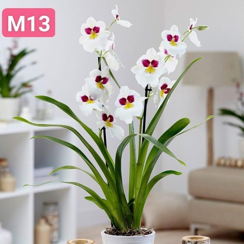 Hoa lan Vũ Nữ(5 khóm) HOA TẾT
