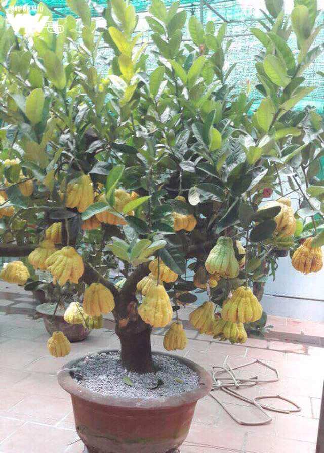 CÂY GIỐNG PHẬT THỦ SIÊU SỚM