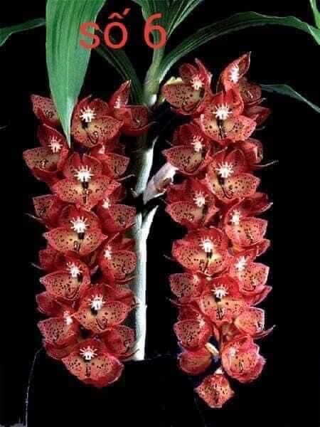 Hoa Lan thiên Nga đột biến(1 củ hình cuối)
