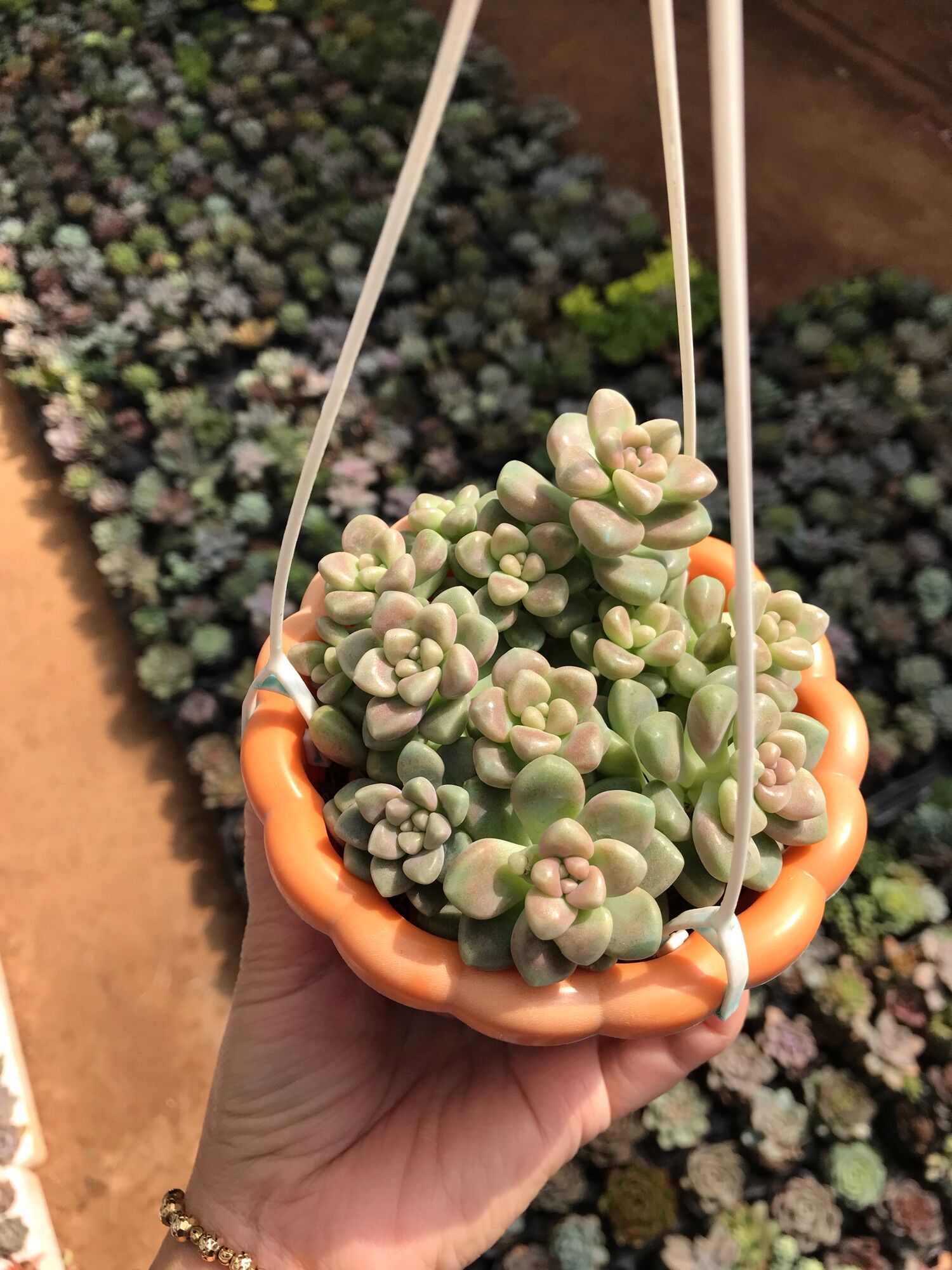 Sen đá kim tuyến cute size chậu treo mini
