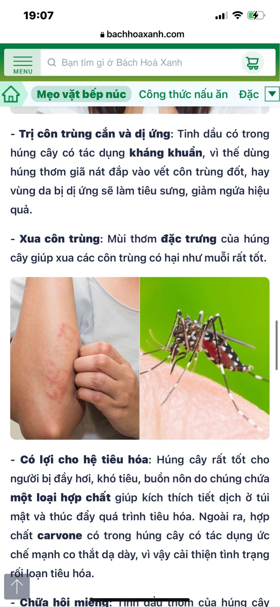 Chậu rau húng cây