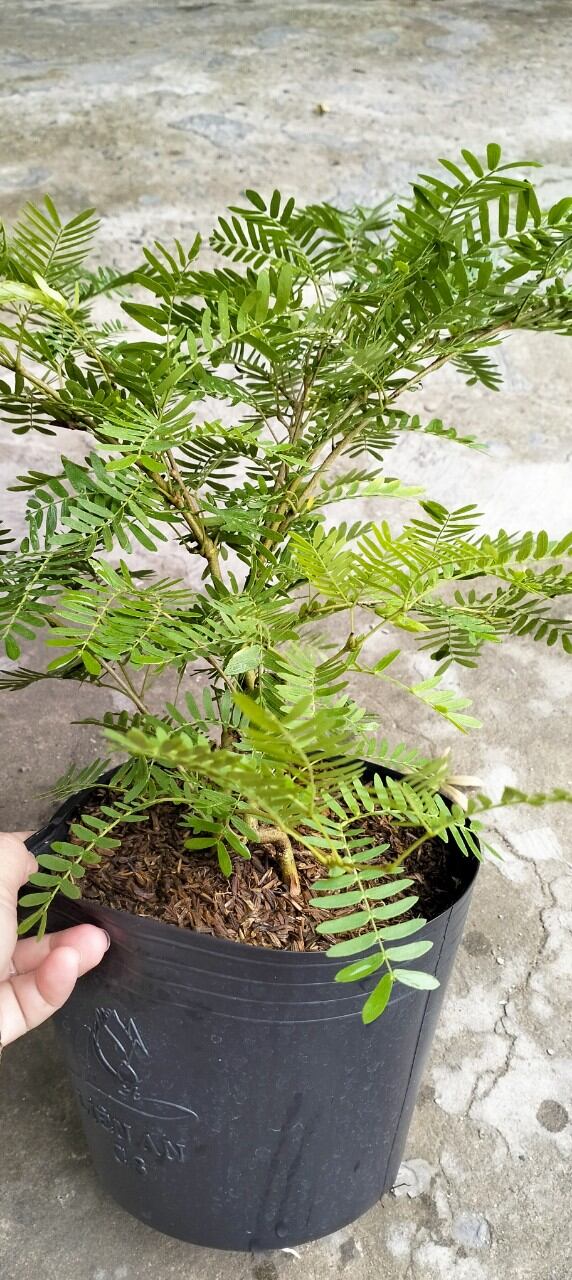 Cây Kiều hùng