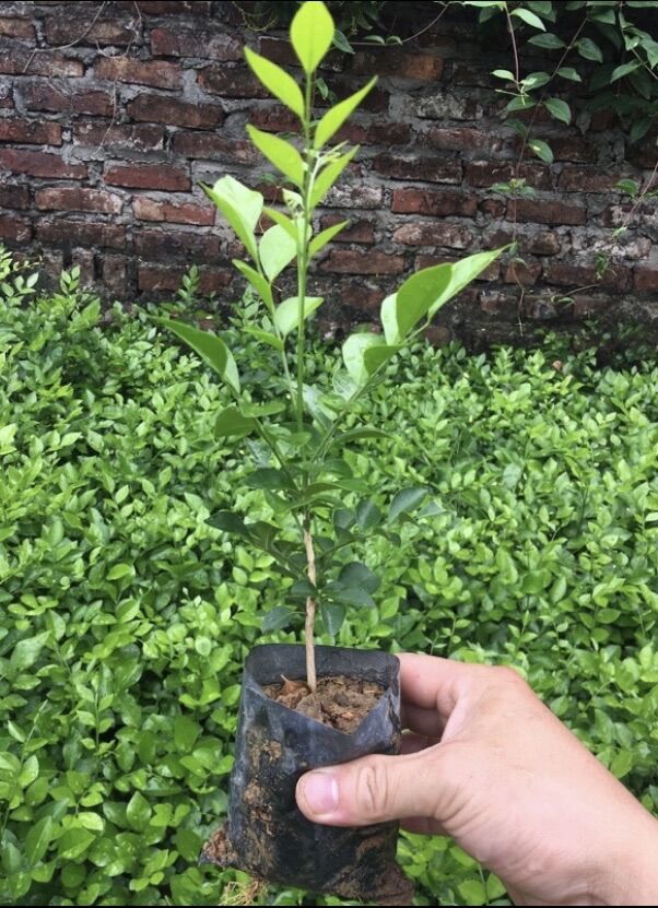 Cây nguyệt quế