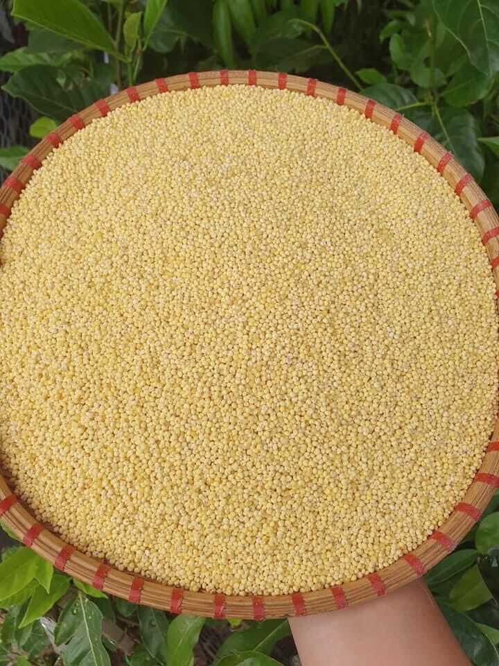 Hạt kê nếp vàng