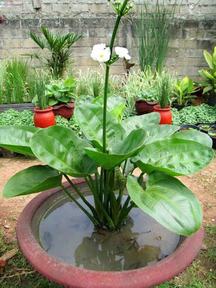 Cây giống bách thủy tiên
