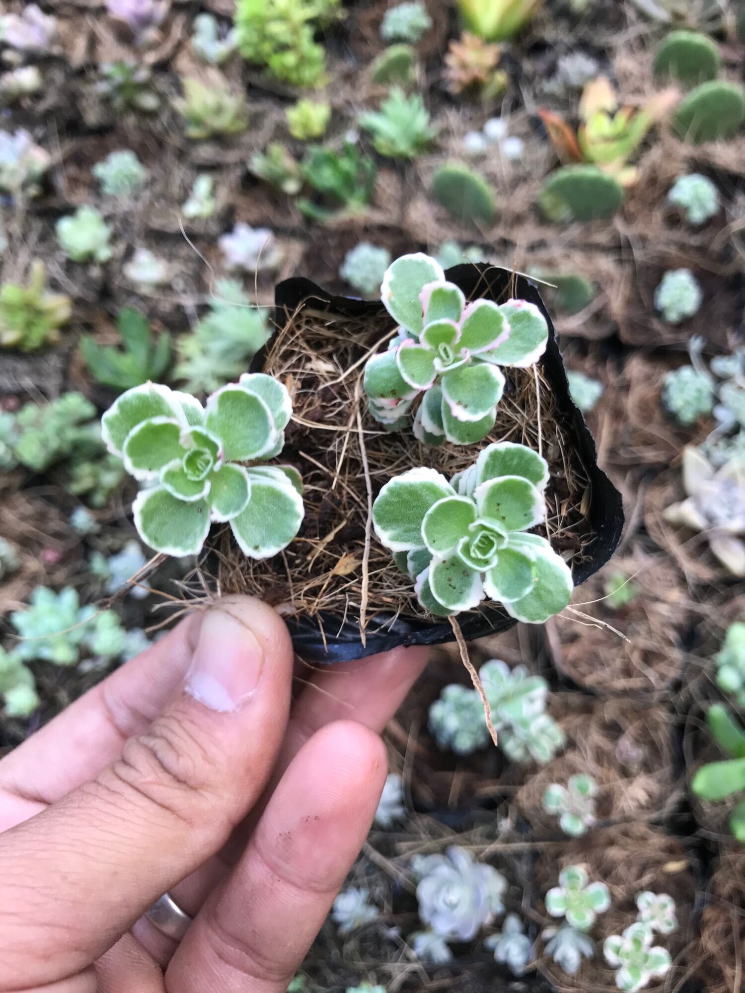 Sidum 3 màu bầu