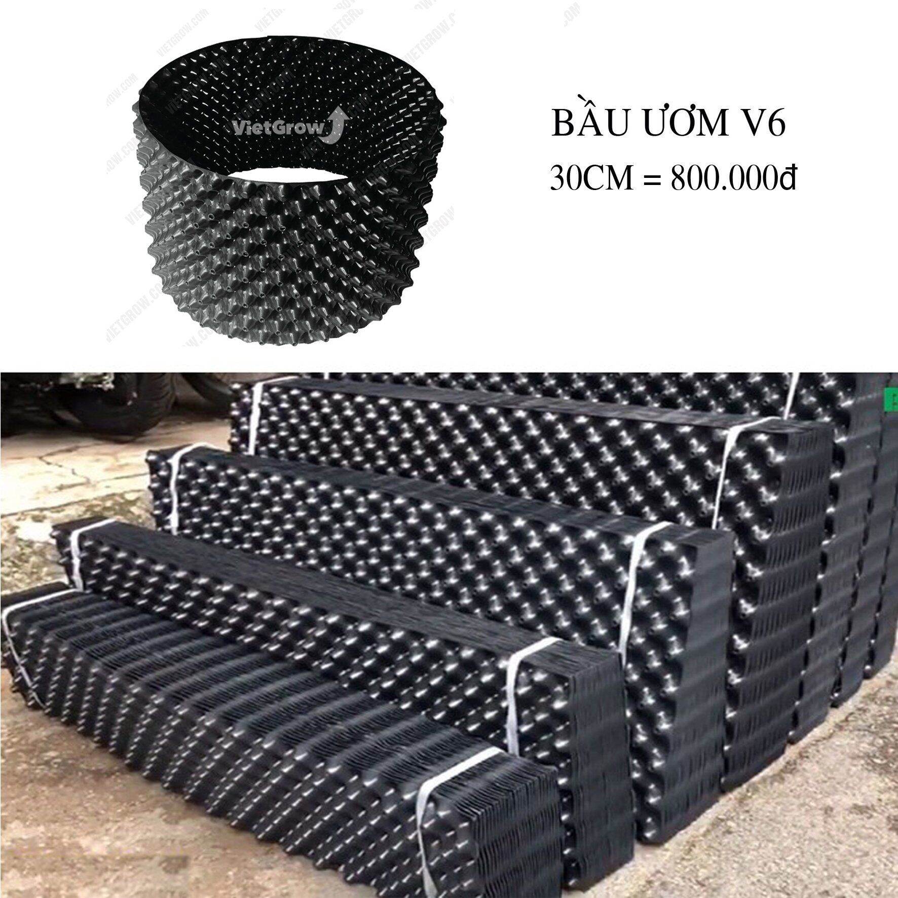 Bầu ươm v6: 30cm