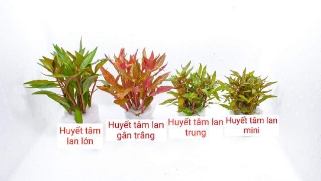 cây thuỷ sinh cắt cắm lá cạn không cần co2