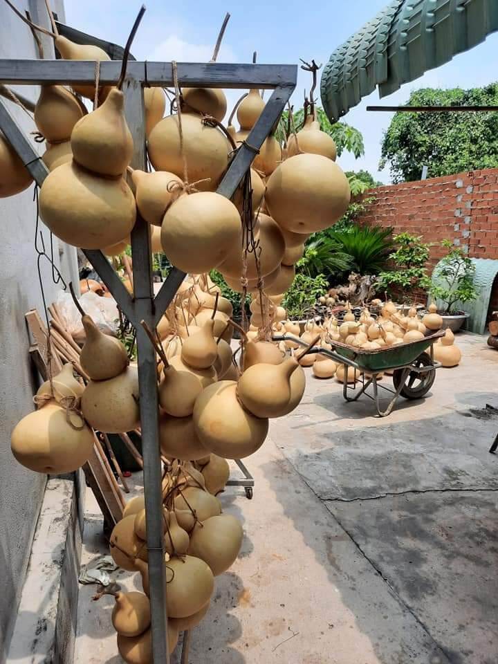 Hồ lô khô 20-24cm