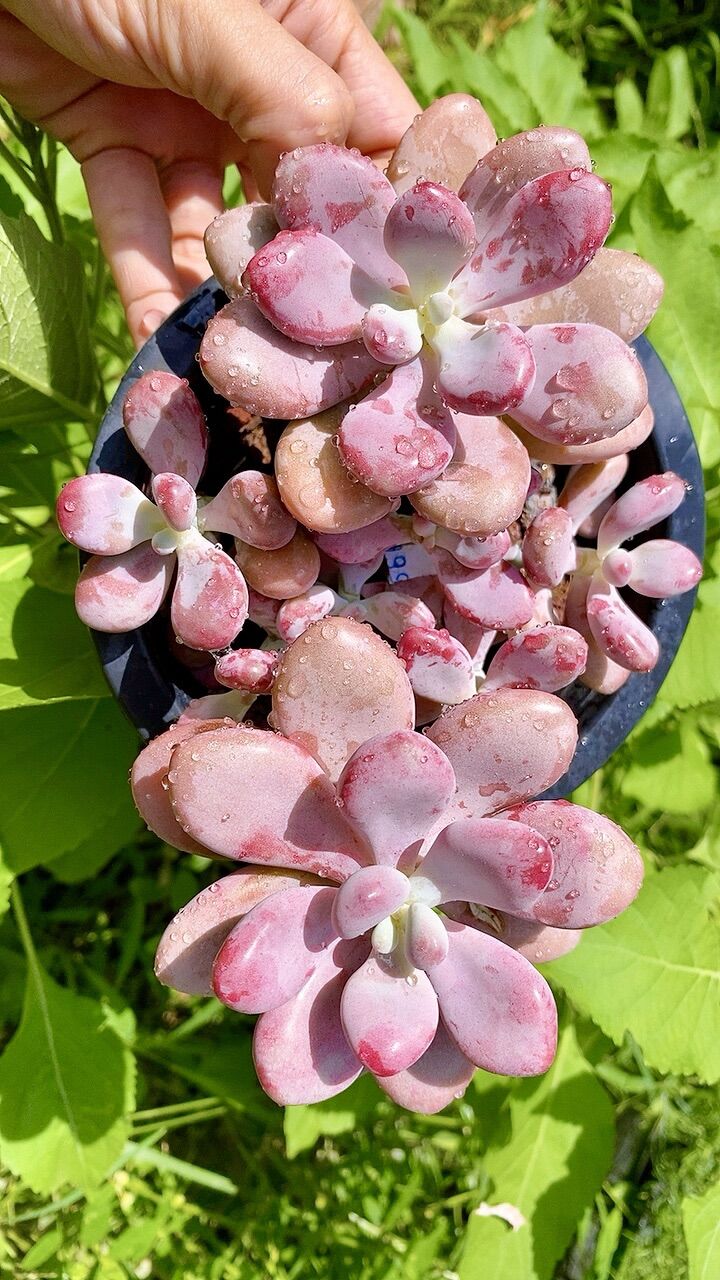 Sen đá sỏi Hồng