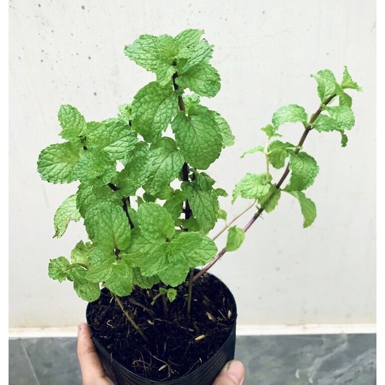 Chậu rau húng lủi/ bạc hà âu/ húng láng