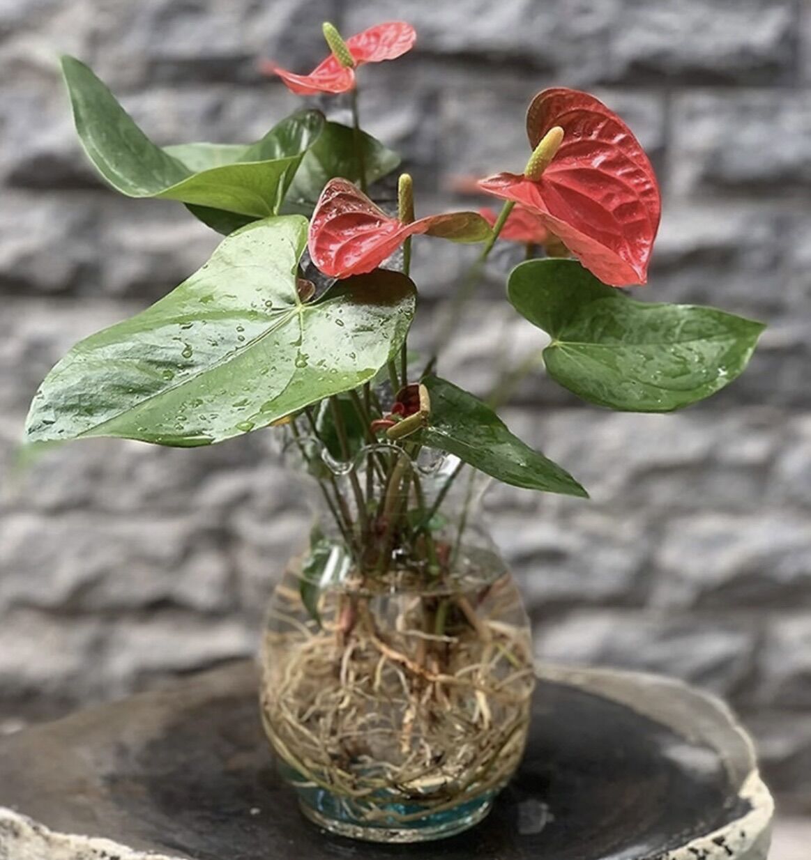Cây hồng môn để bàn trồng thuỷ sinh được