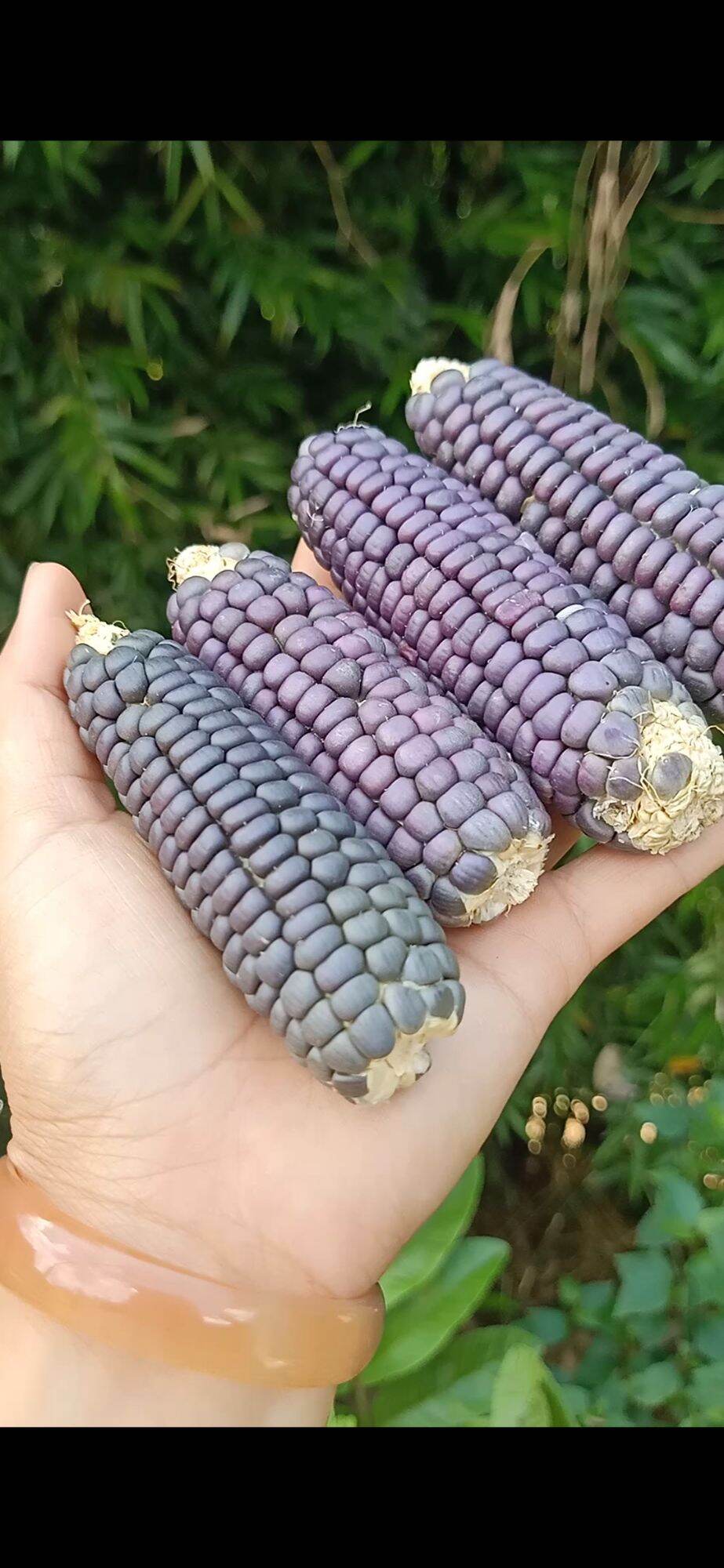 Hạt giống ngô, bắp nếp tím túi 100g (100-150 hạt)