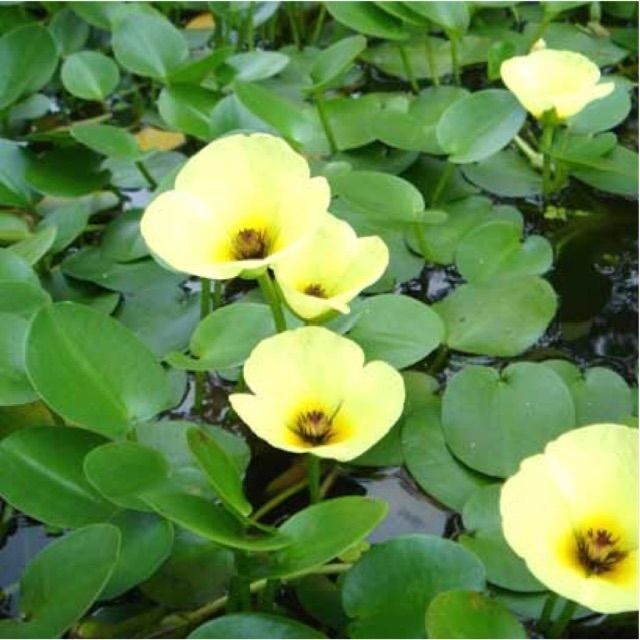 cây thủy quỳnh thủy sinh - 1 cây thủy quỳnh thủy sinh