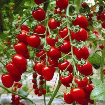 Hạt giống cà chua cao sản