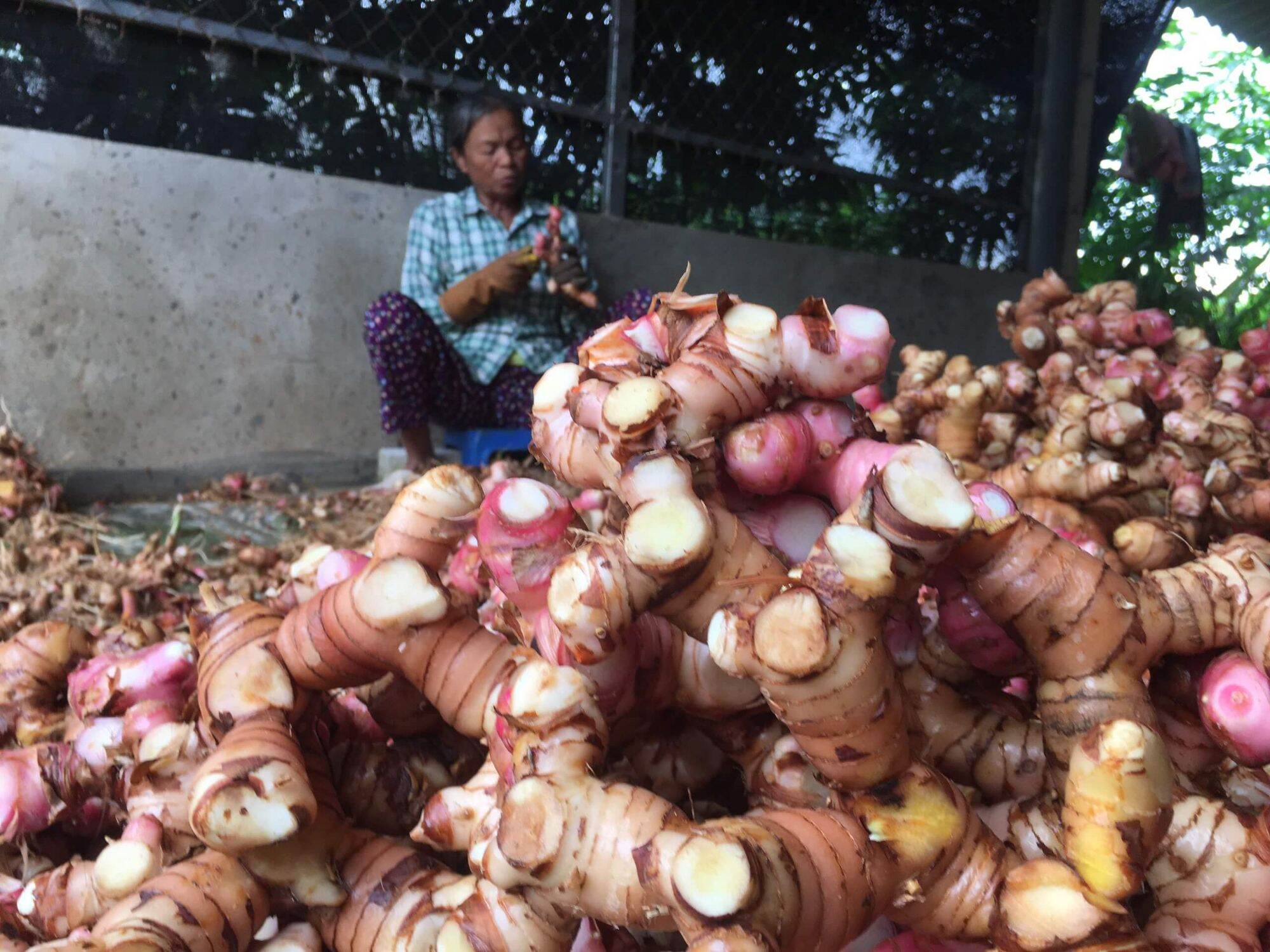 Củ dong riềng đỏ tươi 1kg lh 0355276899