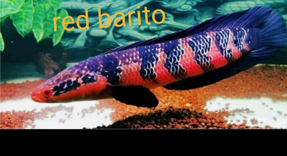 vẫy  rồng  đỏ  red barito  8 10