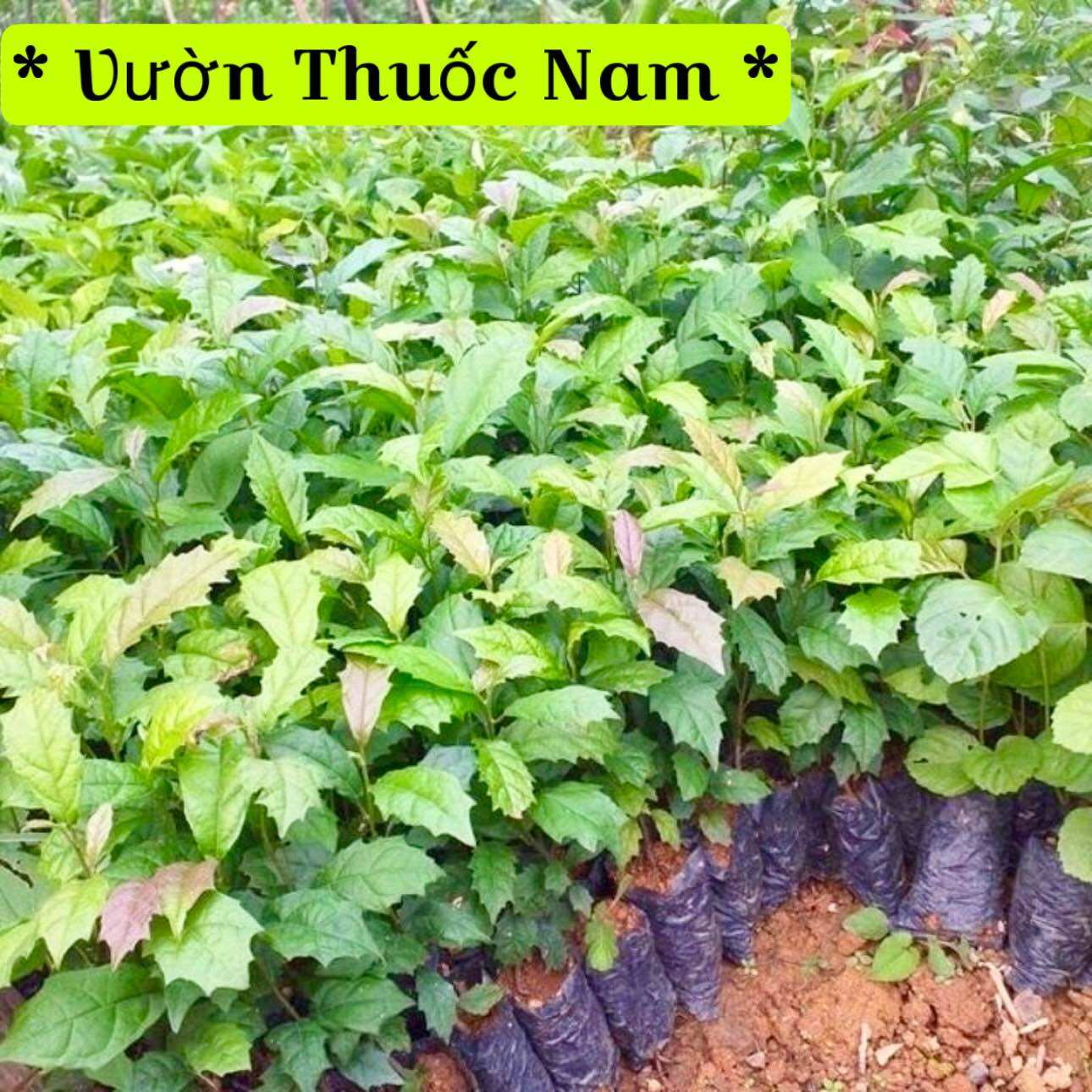 Combo 10 cây xạ đen làm giống ,cây xạ đen dược liệu