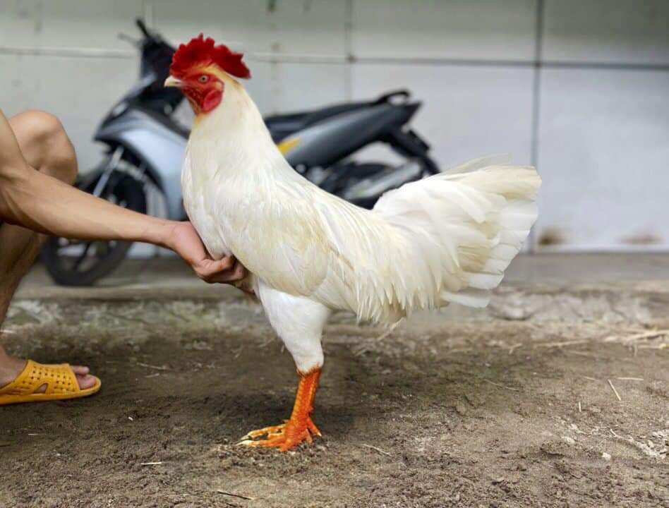 10 trứng gà úa 3kg1 ấp nở con giống ưu tú. bao tỉ lệ