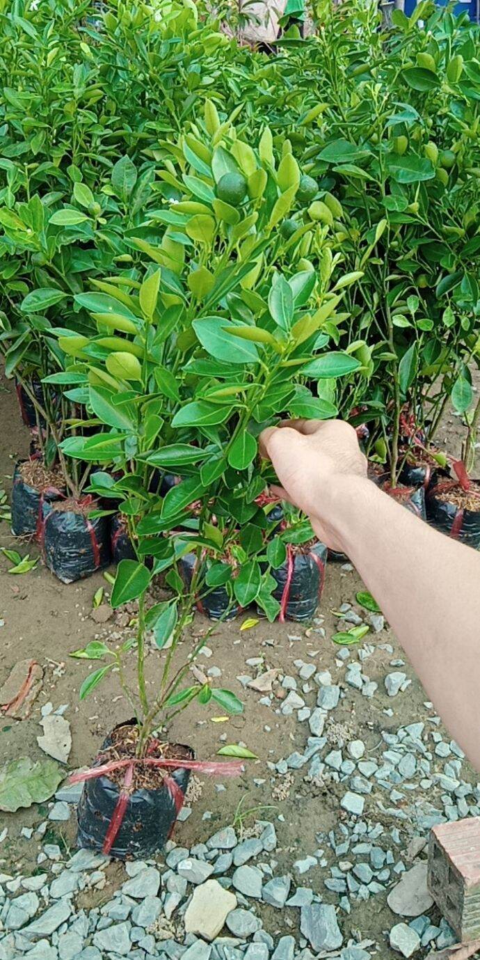 Cây tắc giống ( cây quất)