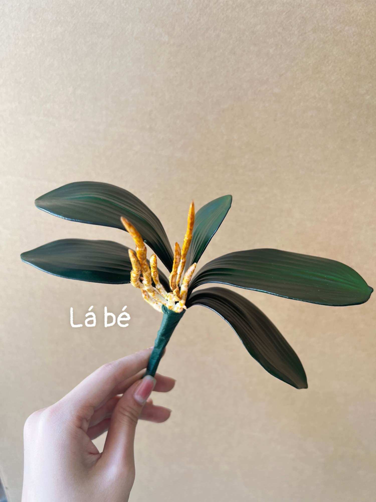 Gốc lan, lá lan cao su hồ điệp cao cấp