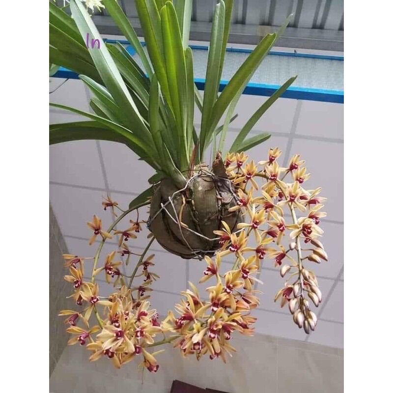 Hoa lan kiếm mix màu(1caay)